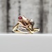 14K TriColor Tulip Flower CZ + Synth Ruby Ring