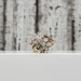 14K Diamond Cluster Cocktail Ring